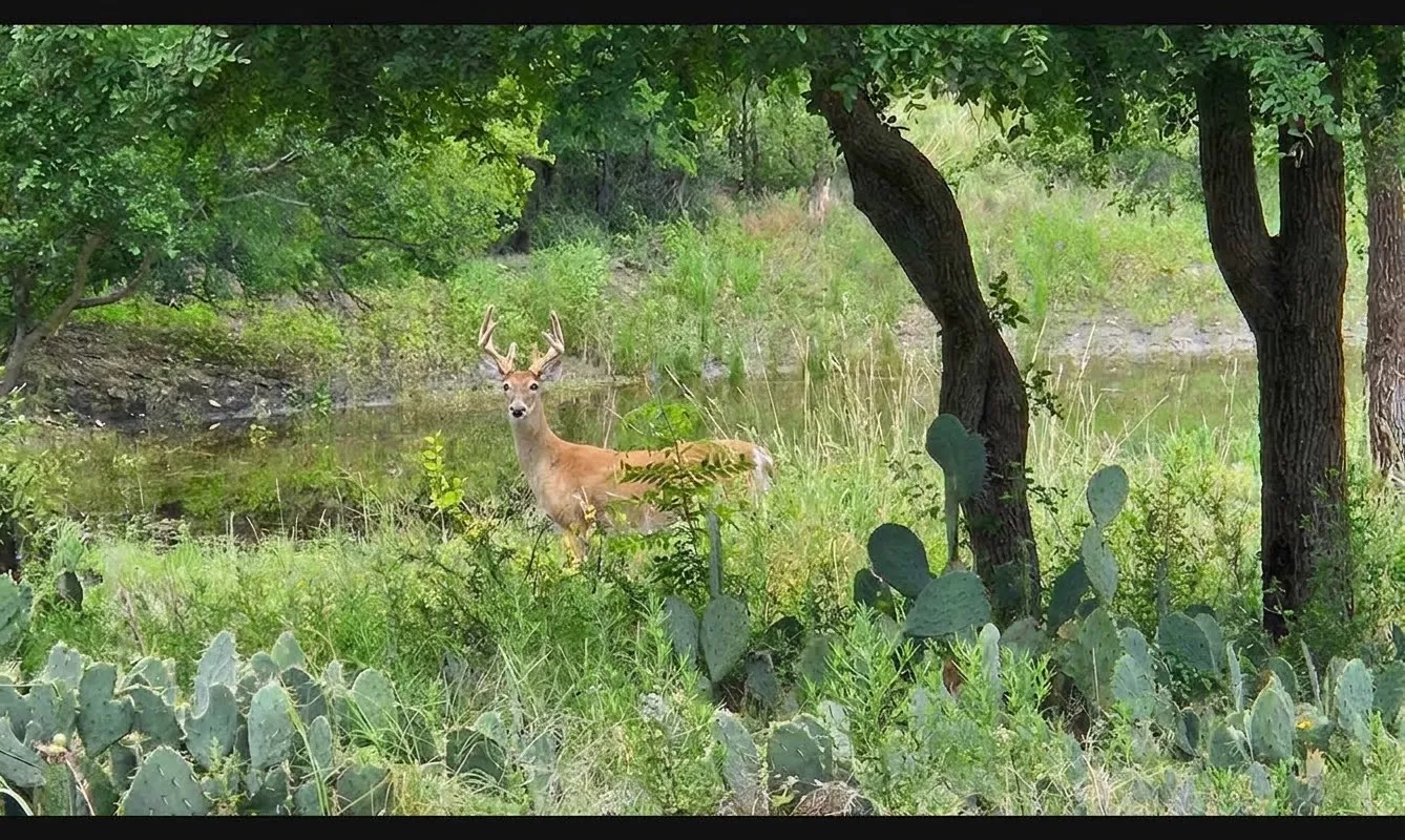 A white-tailed deer standing among prickly pear cactus at the edge of the pond, framed by live oaks.