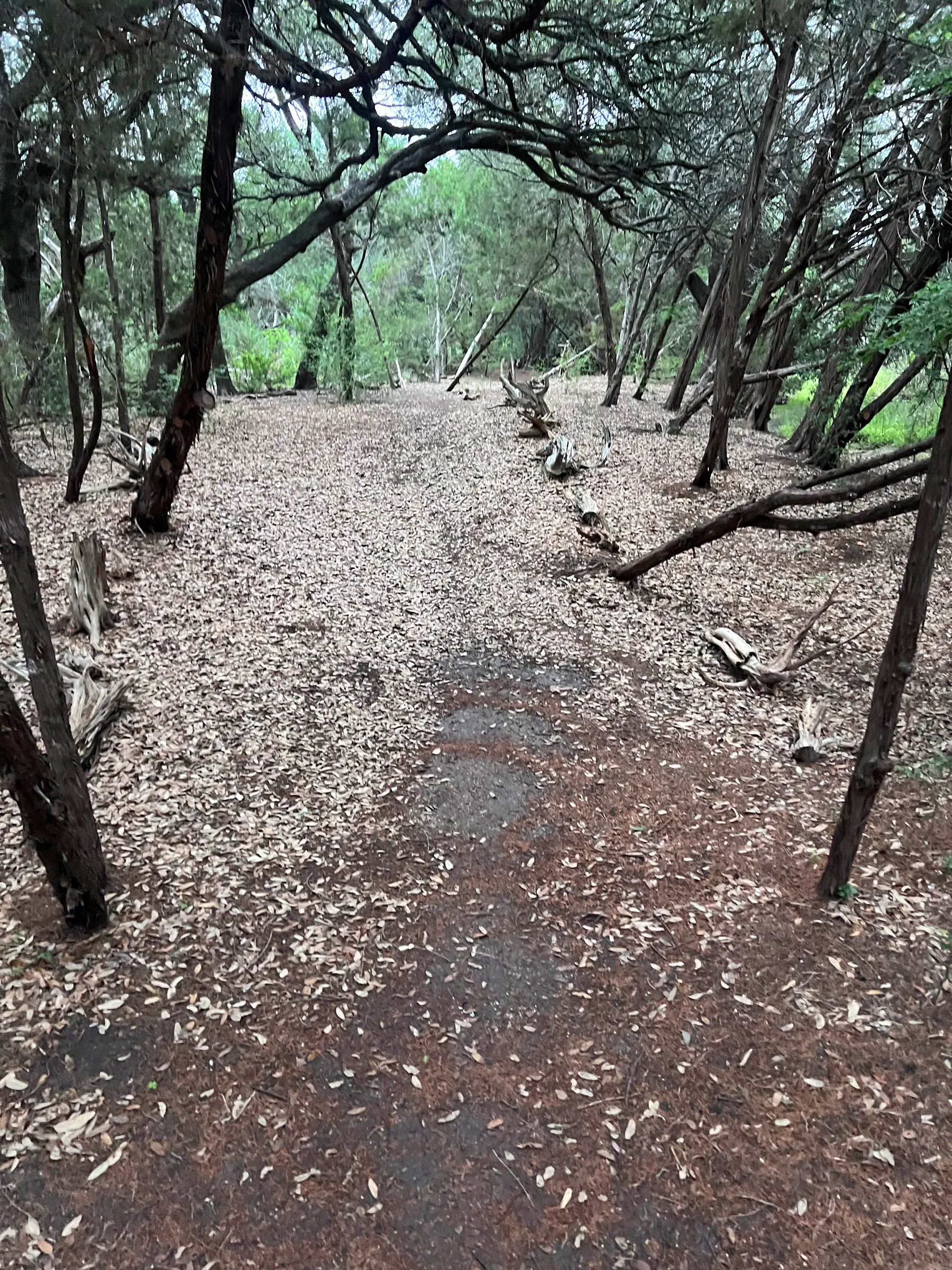 A shaded stretch of trail under a canopy of oaks and cedar.