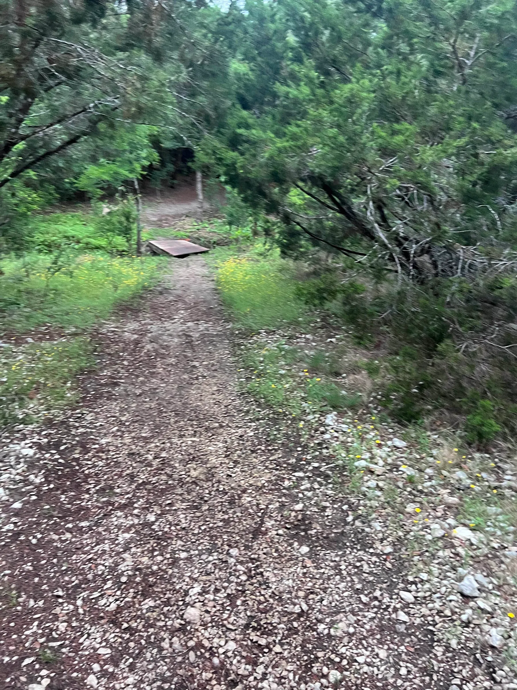 The neighborhood trail running straight through a tunnel of green trees.